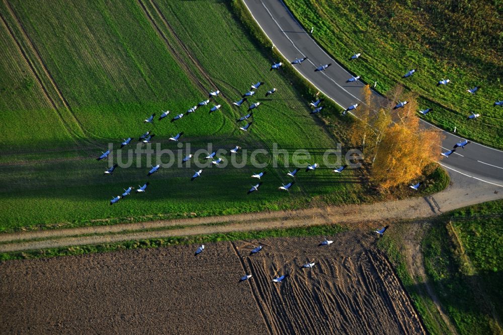 Luftaufnahme Gutengermendorf Löwenberger Land - Graureiher - Vogelschwarm über Gutengermendorf im Löwenberger Land im Bundesland Brandenburg