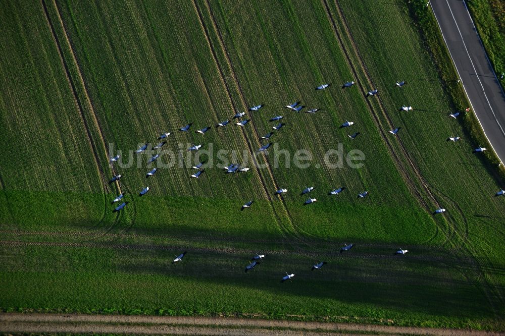 Gutengermendorf Löwenberger Land von oben - Graureiher - Vogelschwarm über Wiesen bei Gutengermendorf im Löwenberger Land im Bundesland Brandenburg