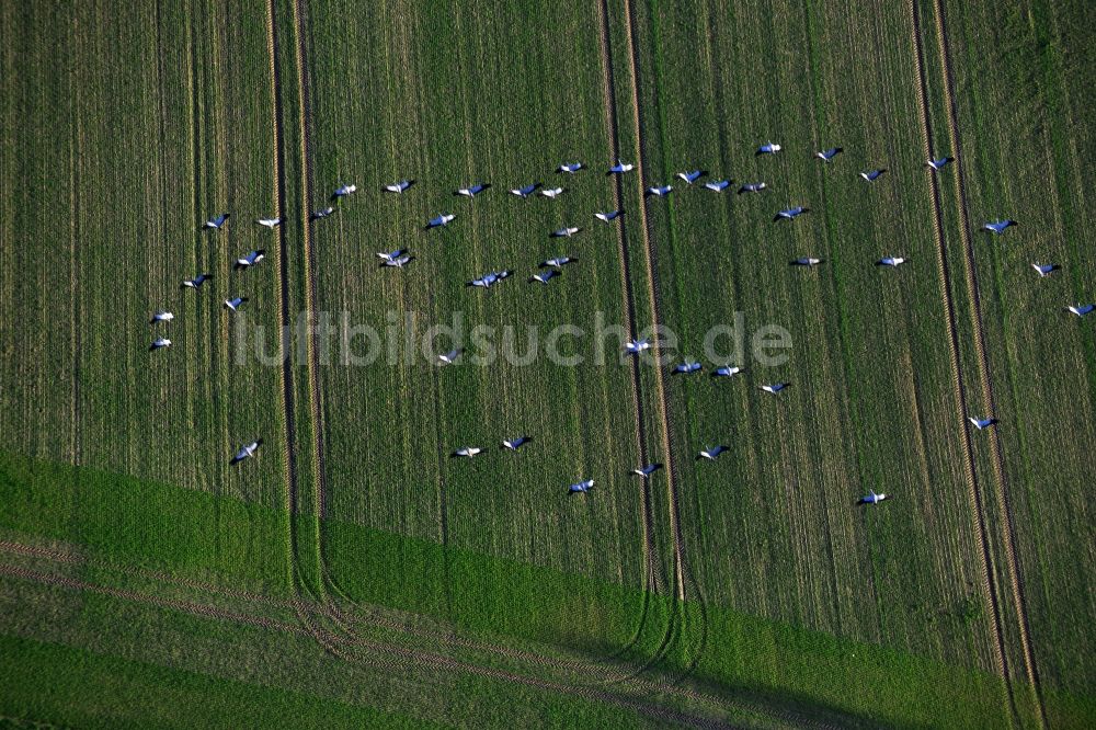 Gutengermendorf Löwenberger Land aus der Vogelperspektive: Graureiher - Vogelschwarm über Wiesen bei Gutengermendorf im Löwenberger Land im Bundesland Brandenburg