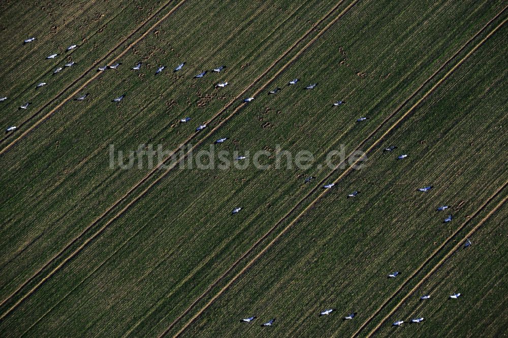 Luftbild Gutengermendorf Löwenberger Land - Graureiher - Vogelschwarm über Wiesen bei Gutengermendorf im Löwenberger Land im Bundesland Brandenburg