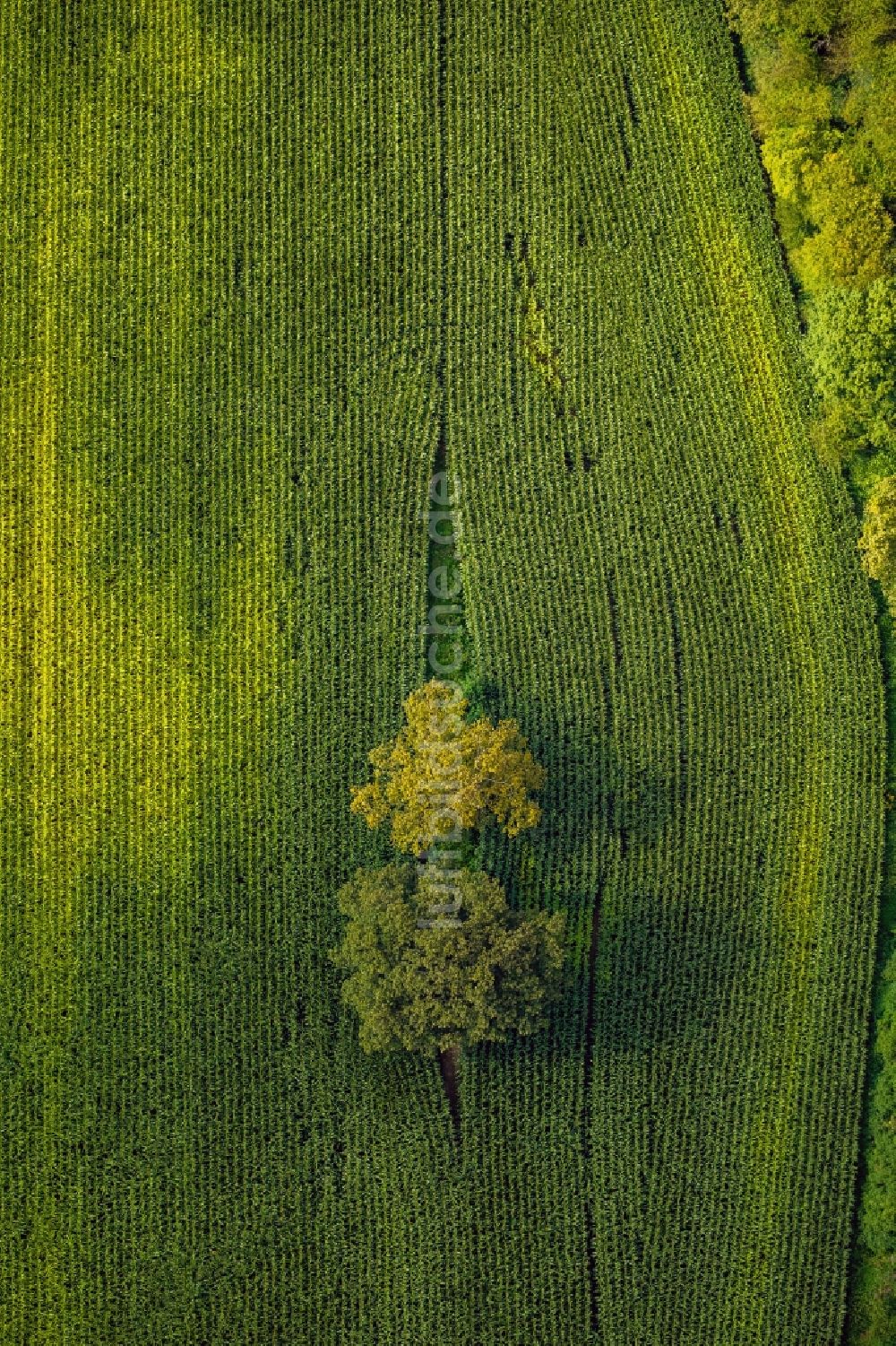 Hamm von oben - Grünes Feld in Hamm im Bundesland Nordrhein-Westfalen