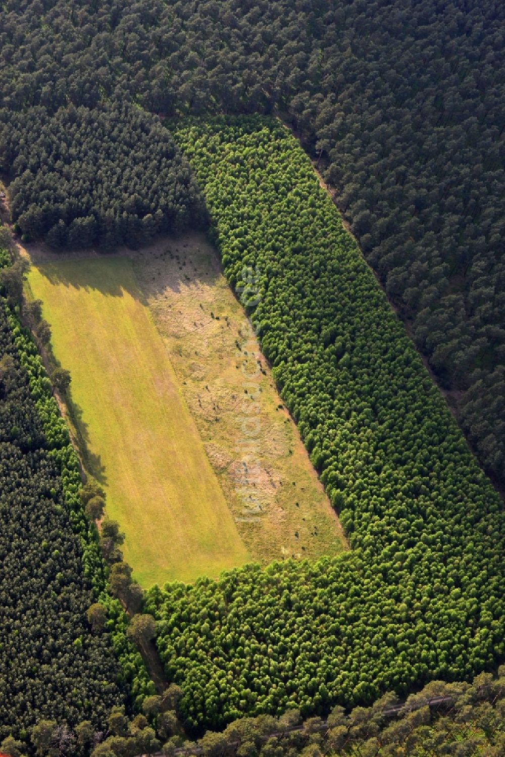 Schorfheide von oben - Grünland bei Schorfheide im Bundesland Brandenburg