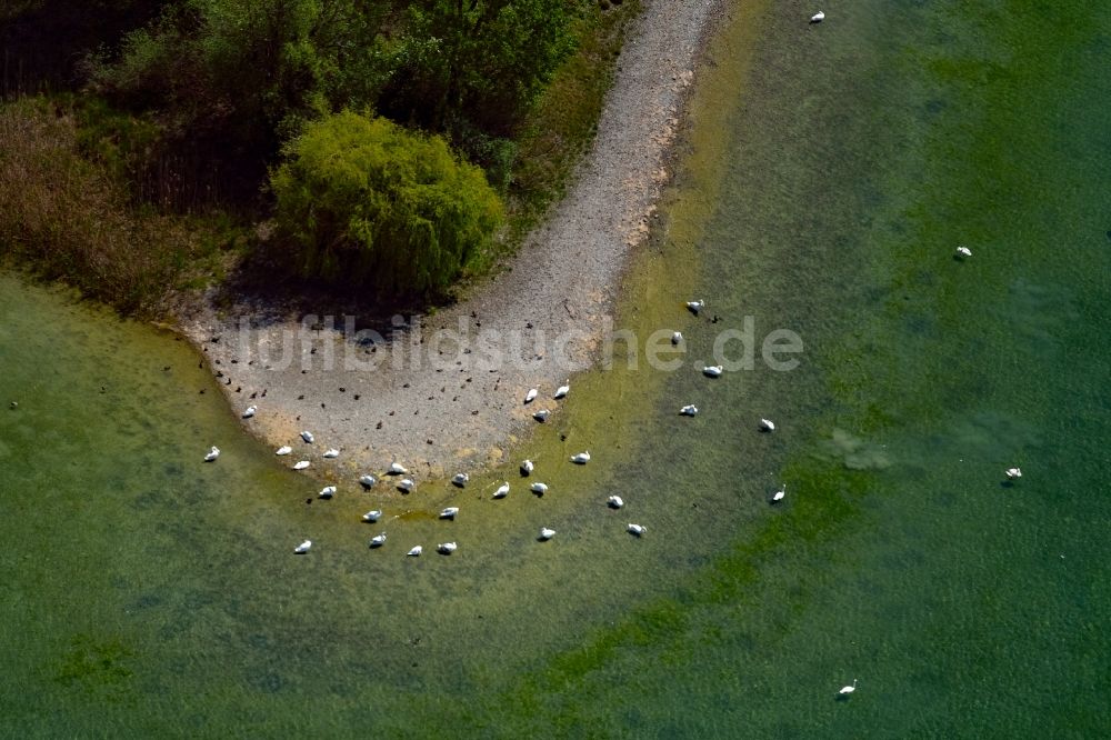 Radolfzell am Bodensee aus der Vogelperspektive: Halbinsel Mettnau Landschaft mit Uferbereich in Radolfzell am Bodensee im Bundesland Baden-Württemberg, Deutschland