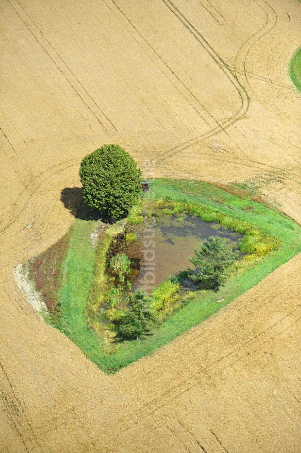 Luftaufnahme Mönchgrün - Herbstlandschaft abgeernteter Felder mit einem Tümpel und Baumbewuchs als Insel bei Mönchgrün in Thüringen