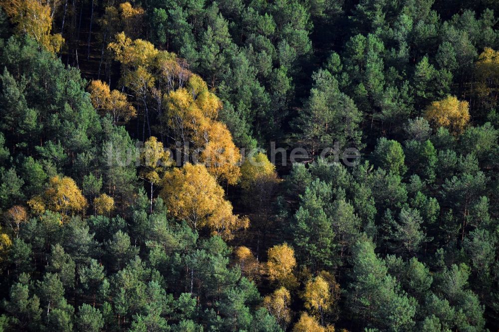 Friedrichshof von oben - Herbstlandschaft mit buntgefärbten Laubbaum - Reihen entlang der Kablower Straße bei Friedrichshof im Bundesland Brandenburg