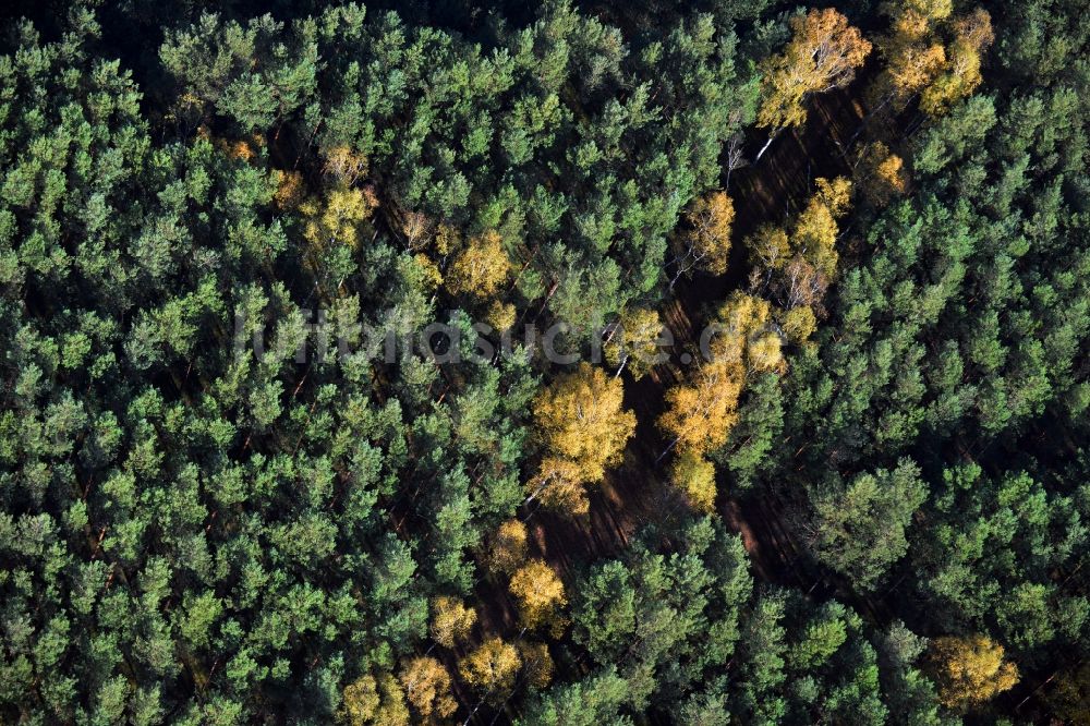 Friedrichshof aus der Vogelperspektive: Herbstlandschaft mit buntgefärbten Laubbaum - Reihen entlang der Kablower Straße bei Friedrichshof im Bundesland Brandenburg