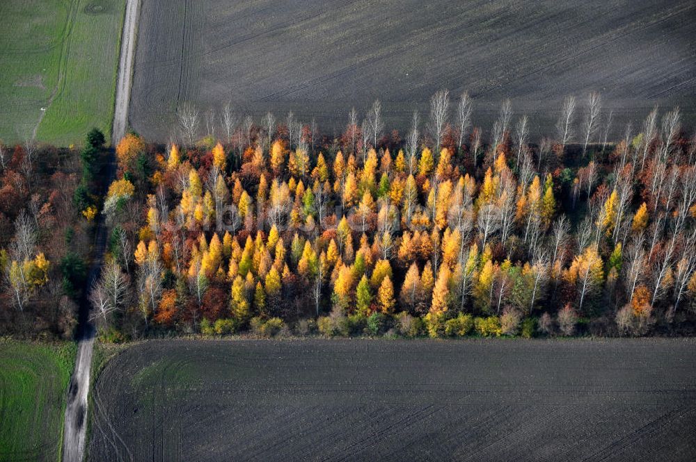 Luftbild Schönborn OT Lindena - Herbstlandschaft nahe dem Naherholungsgebiet Bad Erna