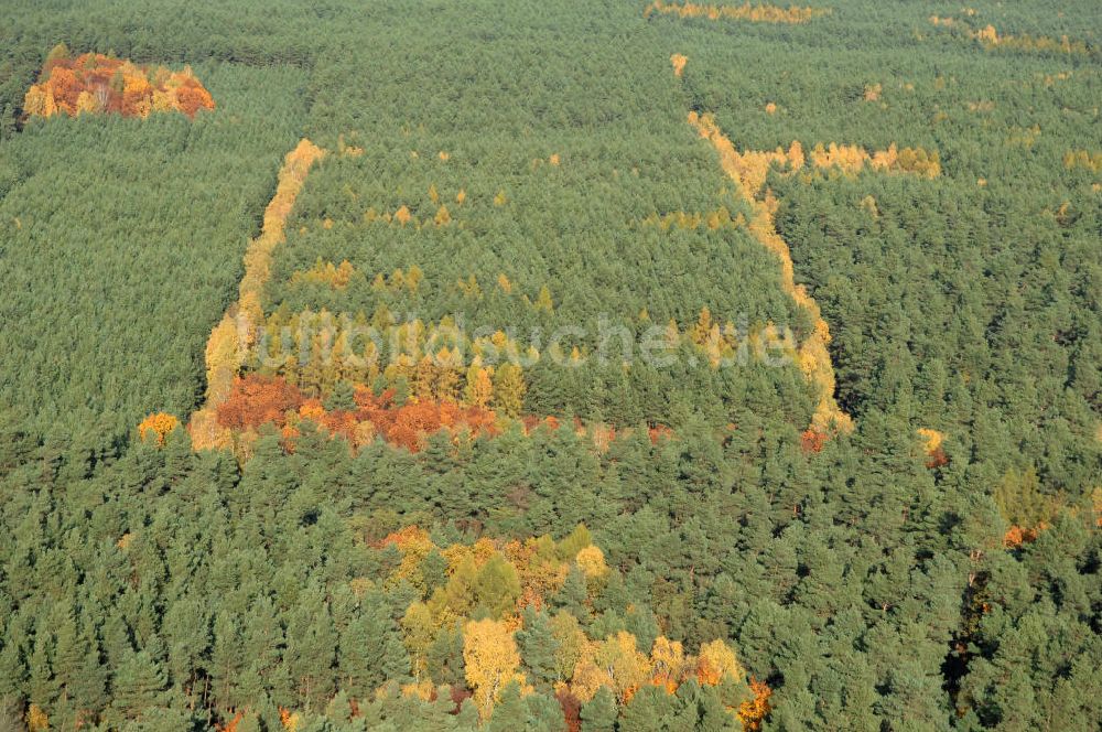 Jüterbog aus der Vogelperspektive: Herbstlaubwald bei Jüterbog