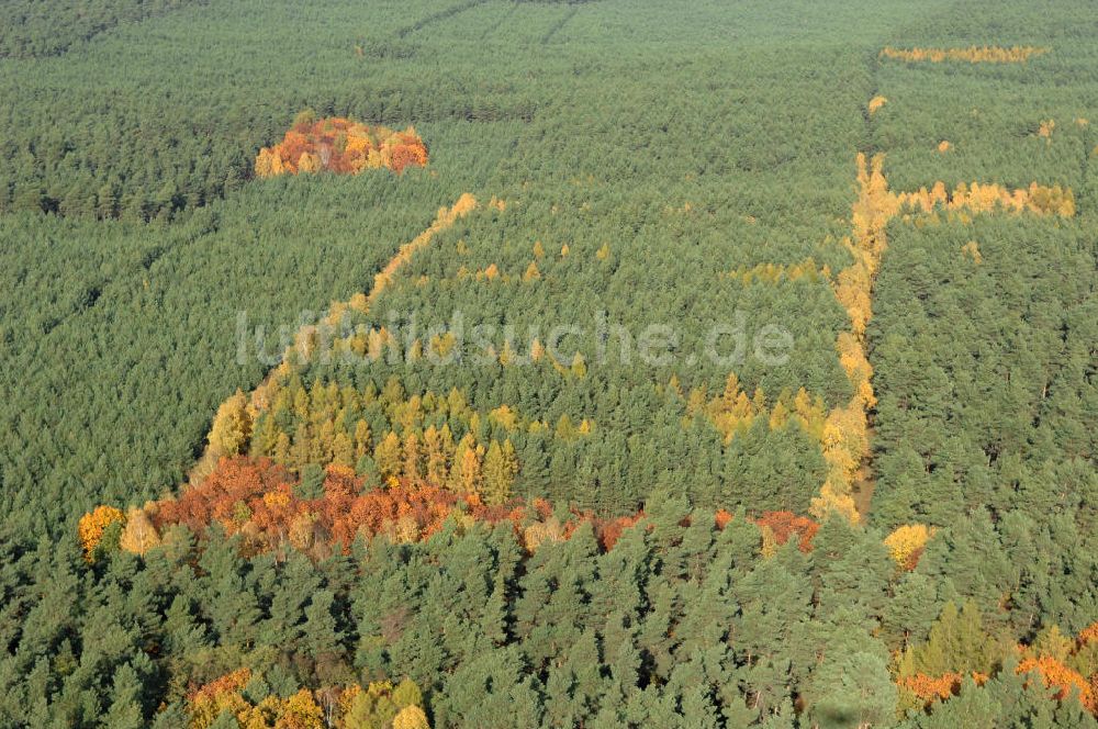 Luftbild Jüterbog - Herbstlaubwald bei Jüterbog