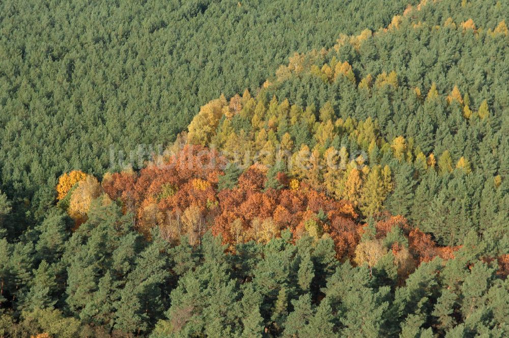 Luftaufnahme Jüterbog - Herbstlaubwald bei Jüterbog