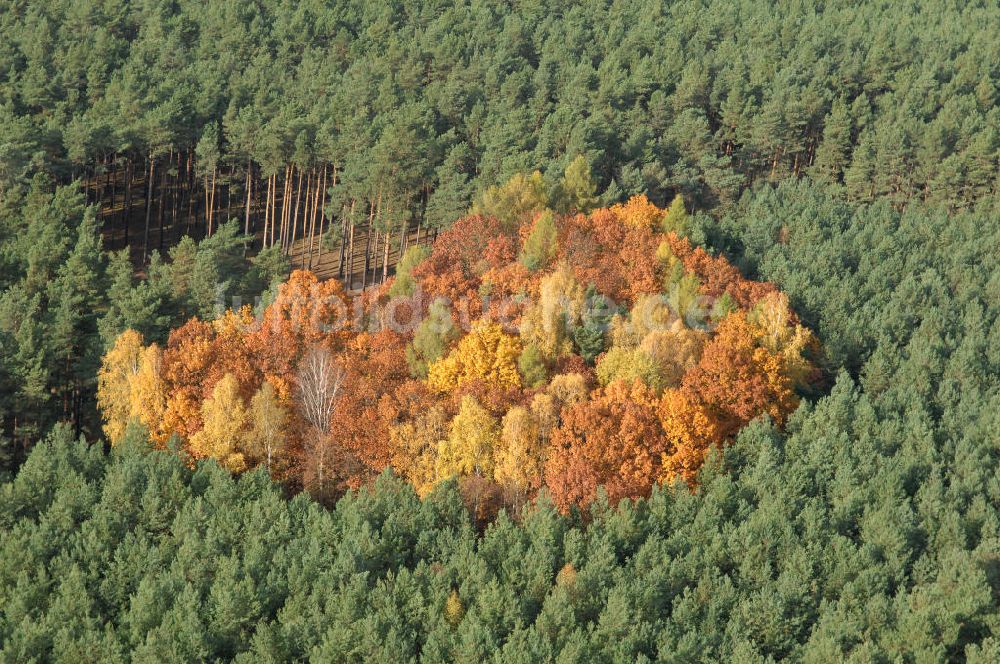 Jüterbog von oben - Herbstlaubwald bei Jüterbog