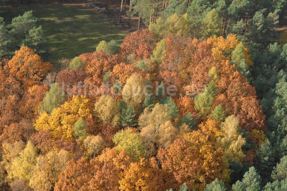 Jüterbog aus der Vogelperspektive: Herbstlaubwald bei Jüterbog