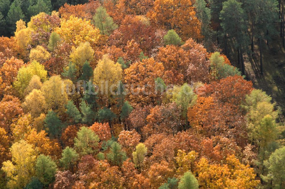 Luftbild Jüterbog - Herbstlaubwald bei Jüterbog