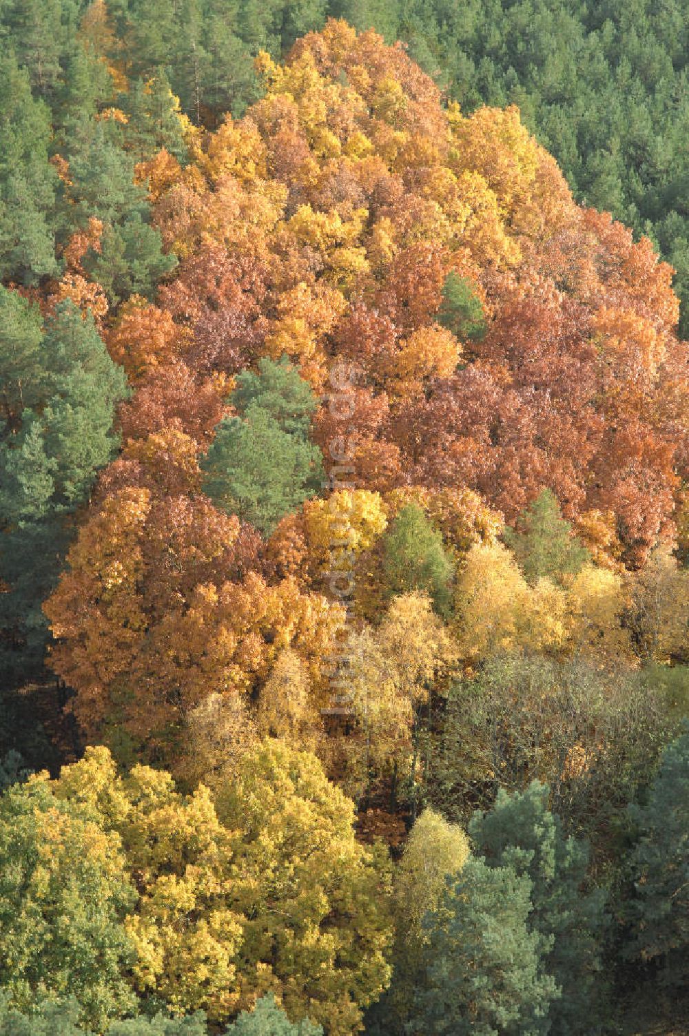 Jüterbog von oben - Herbstlaubwald bei Jüterbog