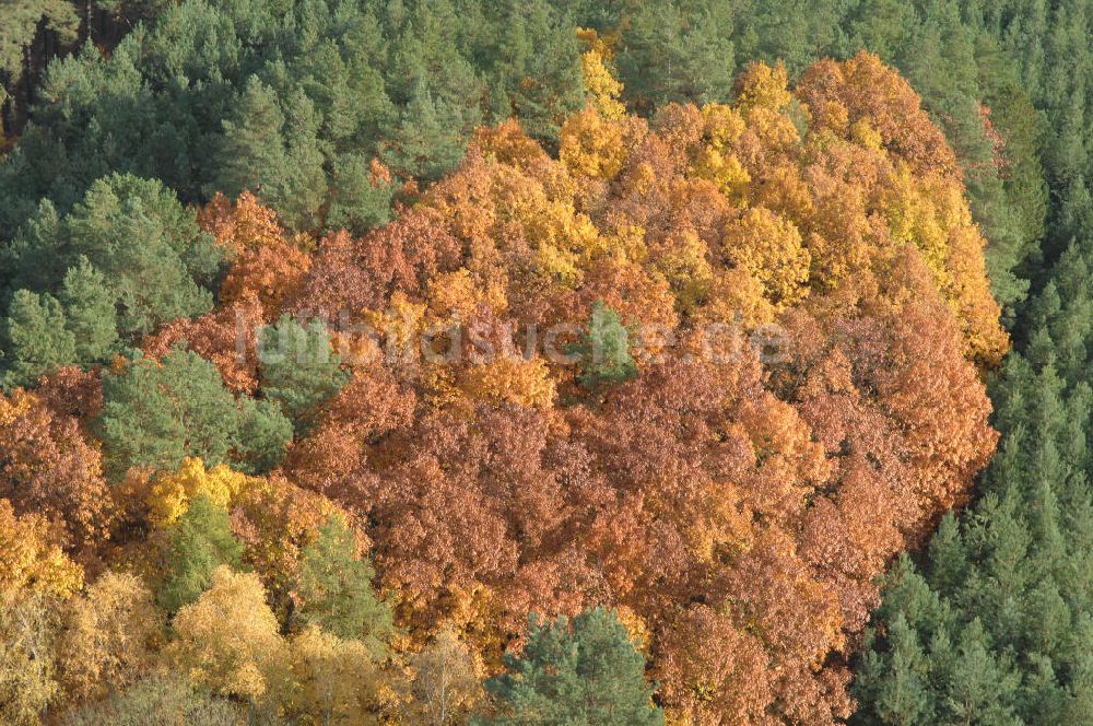 Jüterbog aus der Vogelperspektive: Herbstlaubwald bei Jüterbog