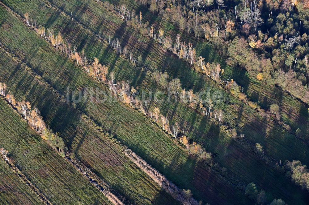 Luftaufnahme Spreenhagen - Herbstlich belaubte Vegetation von Baumreihen an einem Feldrand in Spreenhagen im Bundesland Brandenburg