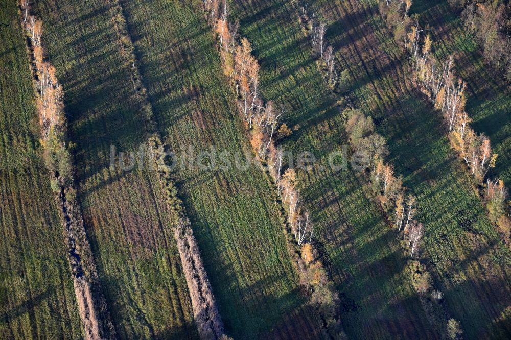 Spreenhagen von oben - Herbstlich belaubte Vegetation von Baumreihen an einem Feldrand in Spreenhagen im Bundesland Brandenburg