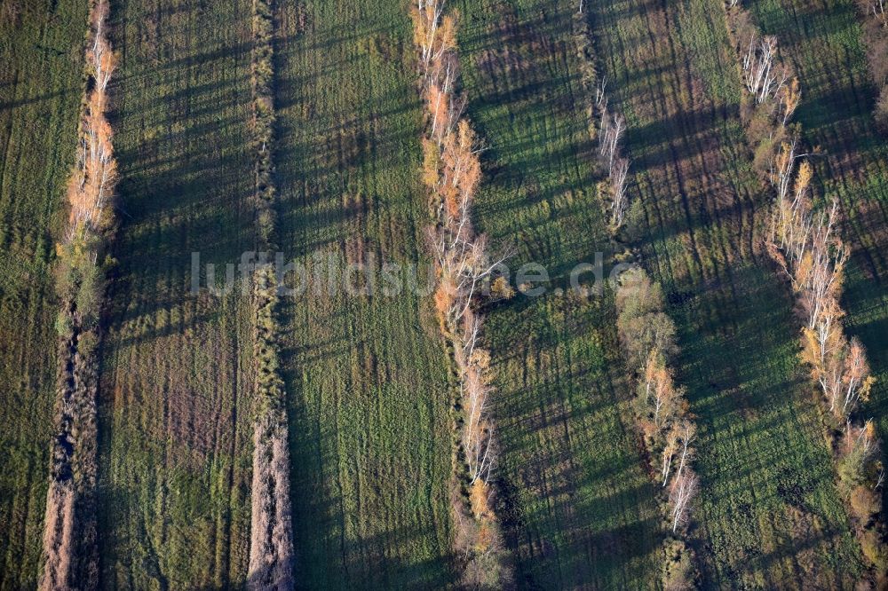 Spreenhagen aus der Vogelperspektive: Herbstlich belaubte Vegetation von Baumreihen an einem Feldrand in Spreenhagen im Bundesland Brandenburg