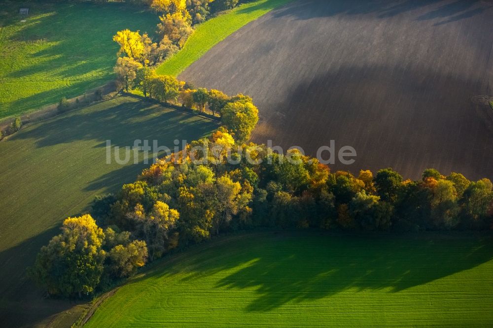 Luftaufnahme Gladbeck - Herbstlich bunt gefärbte Blätter an den Baumspitzen an einer Laubbaum- Gruppe an einem Feld im Westen von Gladbeck im Bundesland Nordrhein-Westfalen