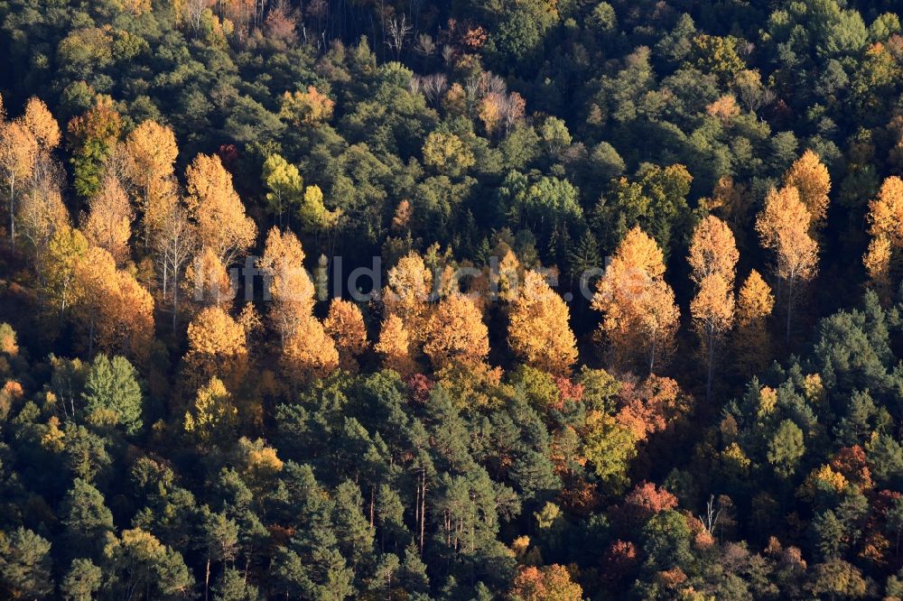 Luftaufnahme Altlandsberg - Herbstlich bunt gefärbte Laubbaum- Baumspitzen in einem Waldgebiet in Altlandsberg im Bundesland Brandenburg