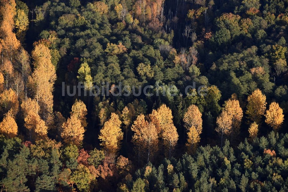 Altlandsberg von oben - Herbstlich bunt gefärbte Laubbaum- Baumspitzen in einem Waldgebiet in Altlandsberg im Bundesland Brandenburg