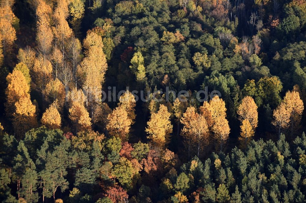 Altlandsberg aus der Vogelperspektive: Herbstlich bunt gefärbte Laubbaum- Baumspitzen in einem Waldgebiet in Altlandsberg im Bundesland Brandenburg