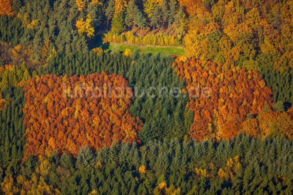 Luftbild Ense - Herbstlich bunt gefärbte Laubbaum- Baumspitzen in einem Waldgebiet in Ense im Bundesland Nordrhein-Westfalen