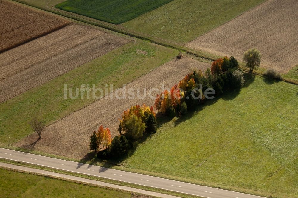 Wörth am Rhein aus der Vogelperspektive: Herbstlich gefärbte Baumreihe an einem Feldrand zwischen Wiese und Feldern in Wörth am Rhein im Bundesland Rheinland-Pfalz