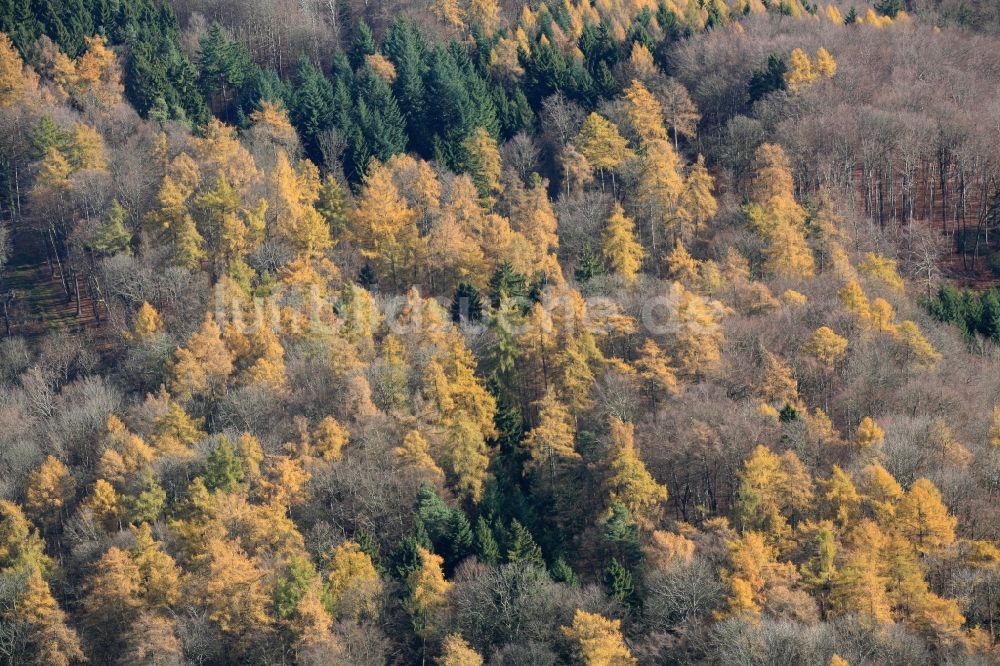 Lörrach von oben - Herbstlich gefärbter Wald bei Lörrach im Bundesland Baden-Württemberg