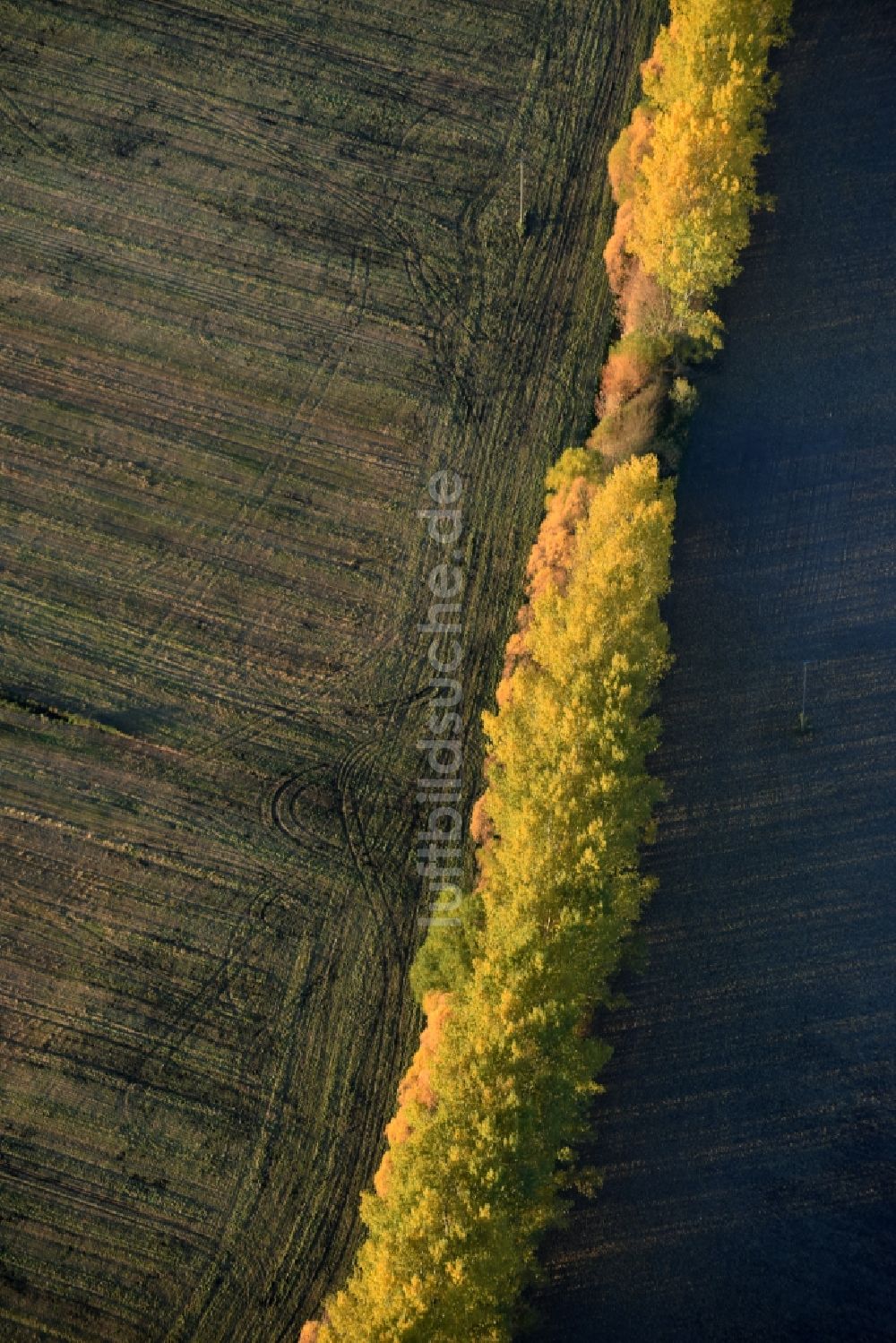 Nuthe-Urstromtal von oben - Herbstlich gelb- farbige Baumreihe an einem Feldrand in Nuthe-Urstromtal im Bundesland Brandenburg