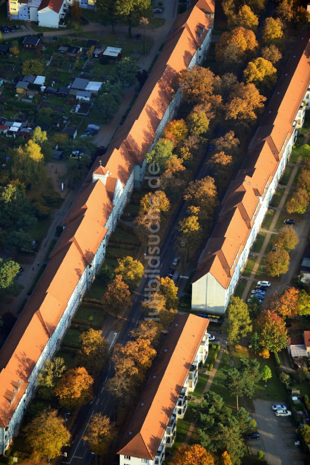 Luftbild Hennigsdorf - Herbstlich gold gelb gefärbte Baumreihen an der Feldstraße in Hennigsdorf im Bundesland Brandenburg