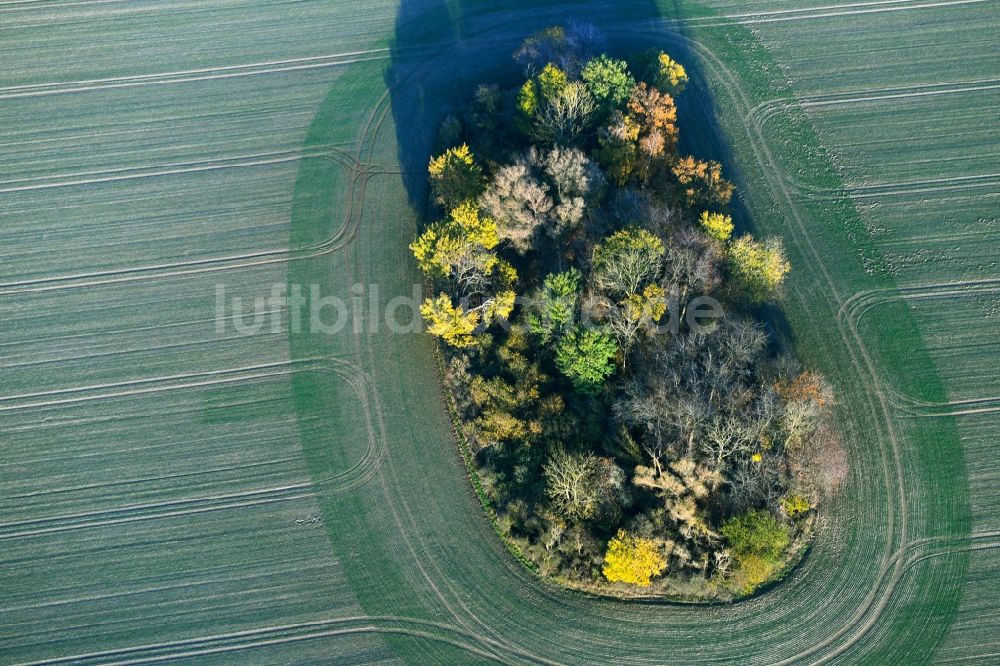 Luftbild Ahrenshagen-Daskow - Herbstliche Baum- Insel auf einem Feld in Ahrenshagen-Daskow im Bundesland Mecklenburg-Vorpommern, Deutschland