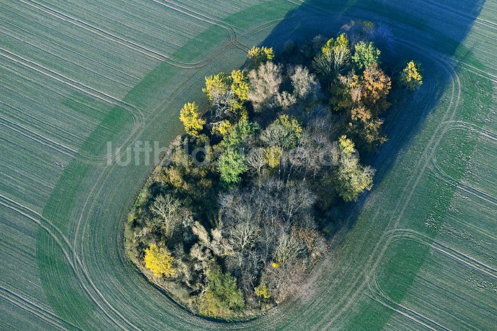 Luftaufnahme Ahrenshagen-Daskow - Herbstliche Baum- Insel auf einem Feld in Ahrenshagen-Daskow im Bundesland Mecklenburg-Vorpommern, Deutschland