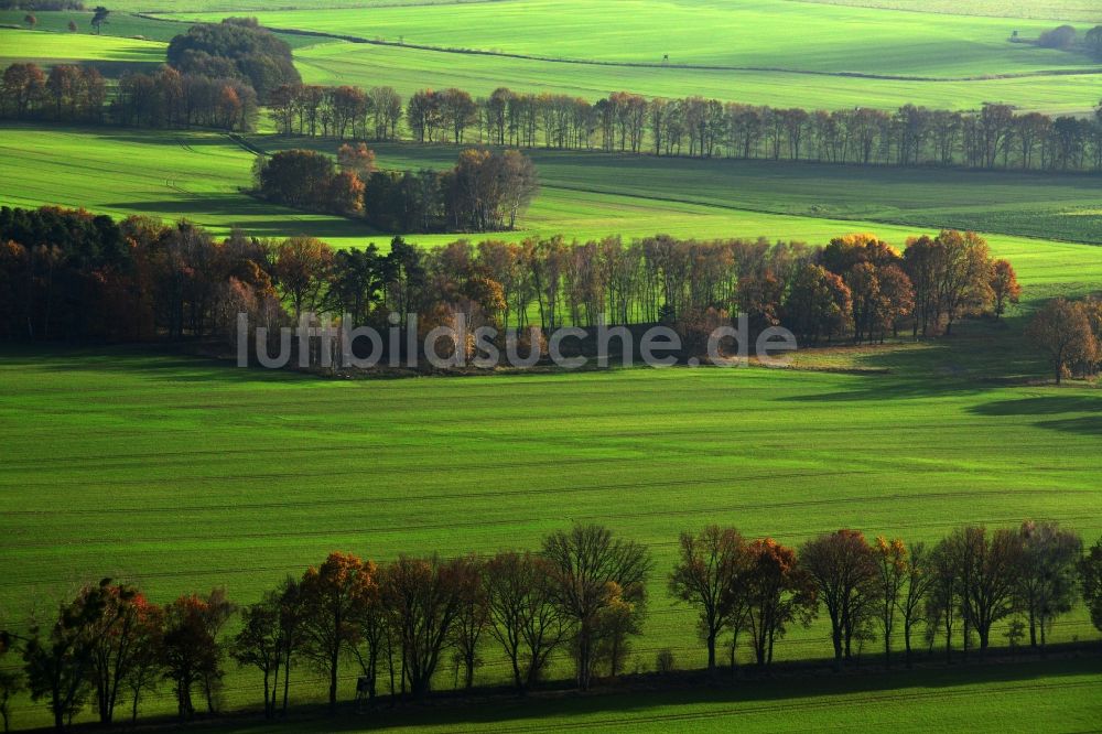 Großwoltersdorf aus der Vogelperspektive: Herbstliche Baumreihen in einer Feld- Landschaft bei Großwoltersdorf im Bundesland Brandenburg