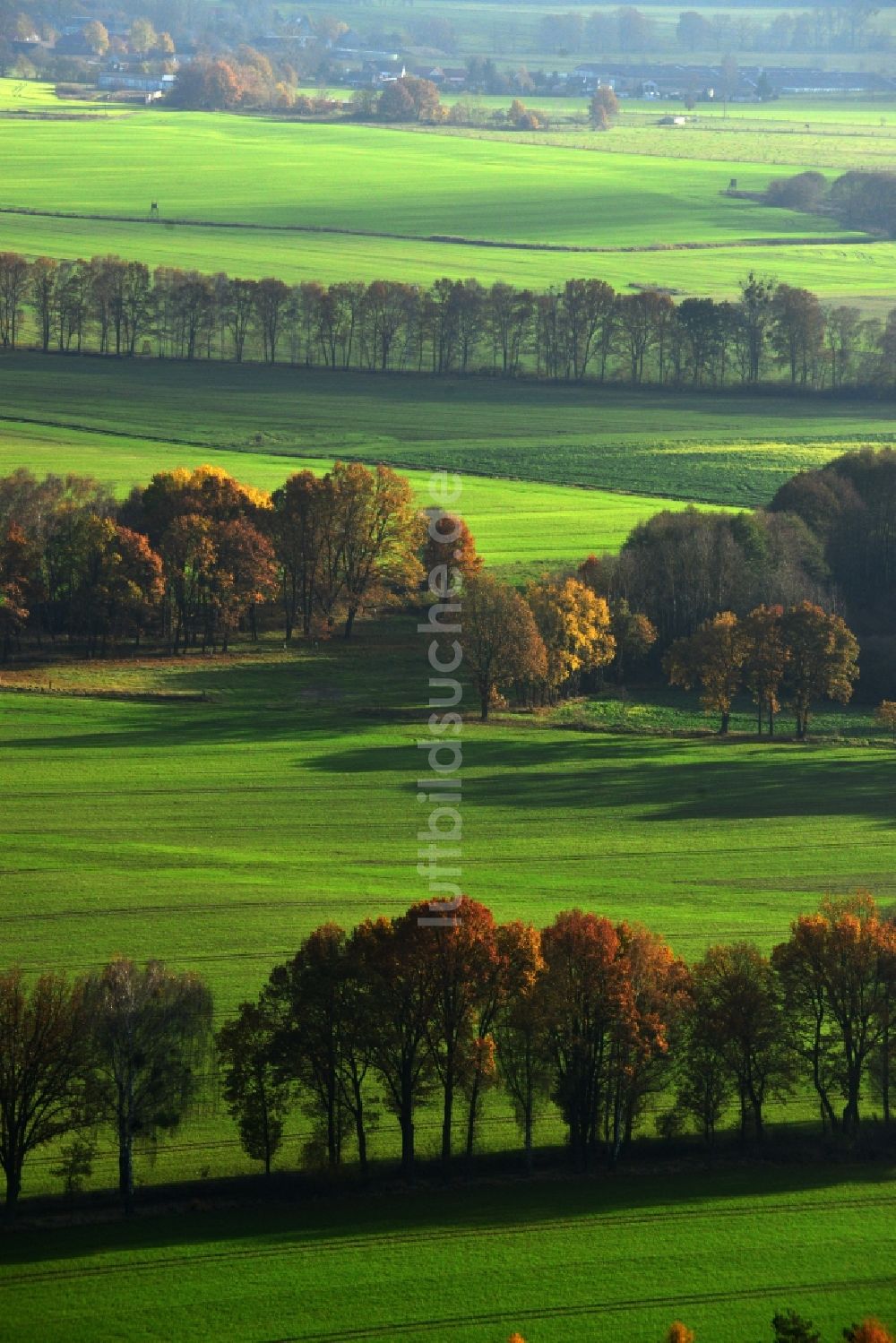 Luftbild Großwoltersdorf - Herbstliche Baumreihen in einer Feld- Landschaft bei Großwoltersdorf im Bundesland Brandenburg