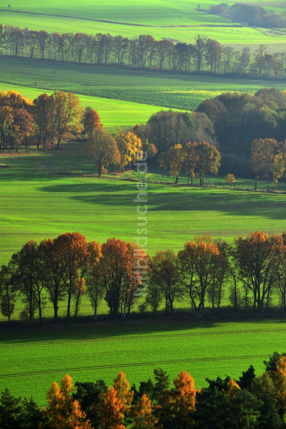Luftaufnahme Großwoltersdorf - Herbstliche Baumreihen in einer Feld- Landschaft bei Großwoltersdorf im Bundesland Brandenburg