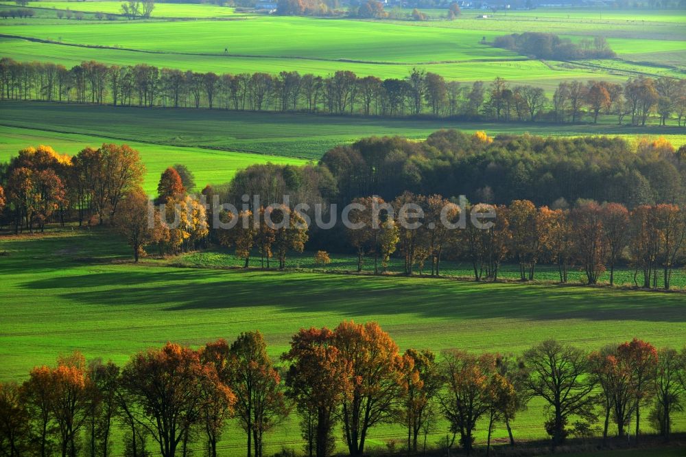 Großwoltersdorf von oben - Herbstliche Baumreihen in einer Feld- Landschaft bei Großwoltersdorf im Bundesland Brandenburg