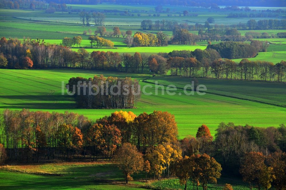 Großwoltersdorf aus der Vogelperspektive: Herbstliche Baumreihen in einer Feld- Landschaft bei Großwoltersdorf im Bundesland Brandenburg