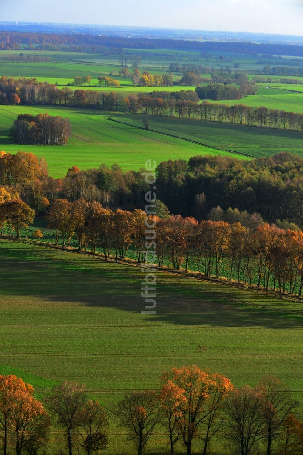 Luftbild Großwoltersdorf - Herbstliche Baumreihen in einer Feld- Landschaft bei Großwoltersdorf im Bundesland Brandenburg