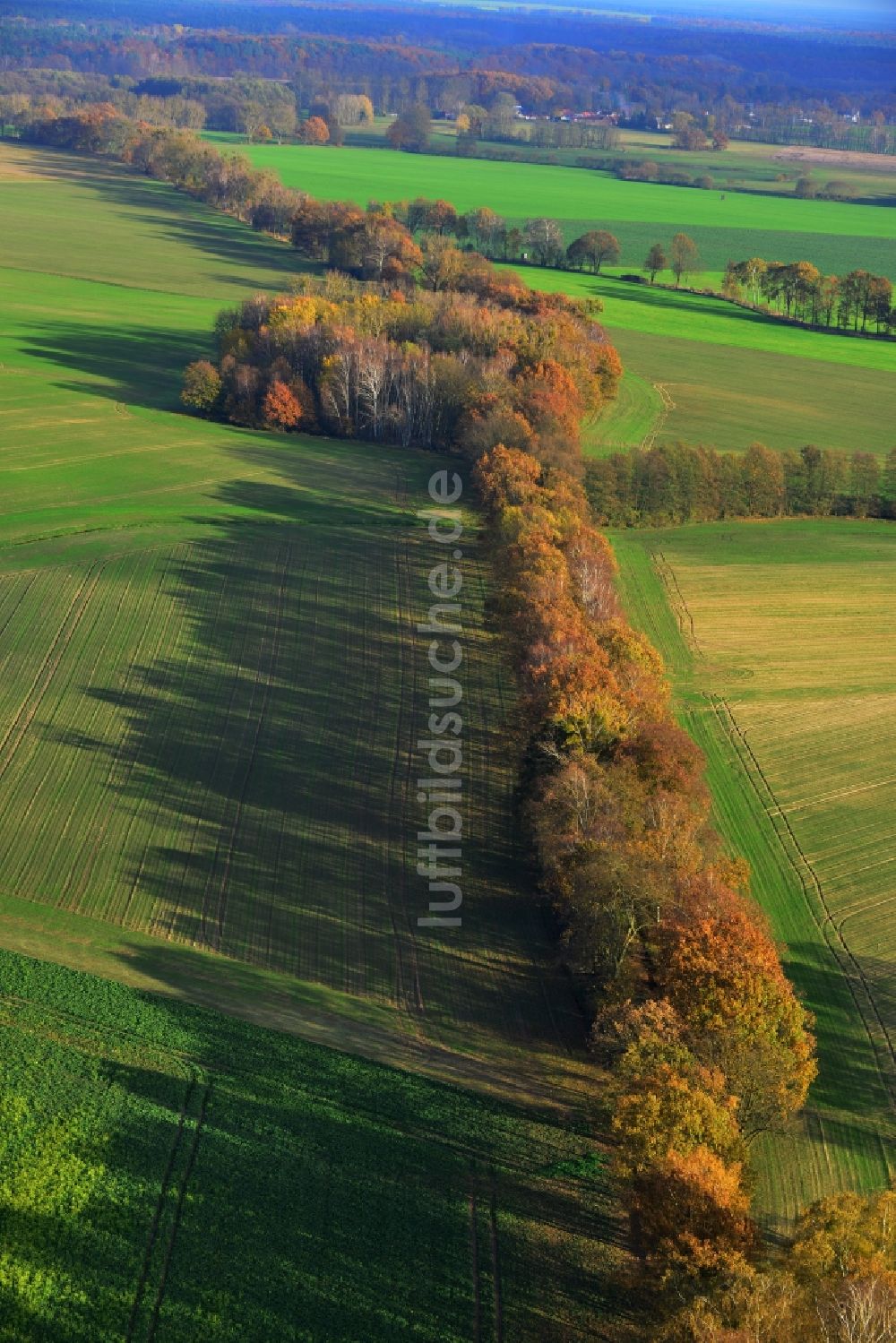 Luftaufnahme Großwoltersdorf - Herbstliche Baumreihen in einer Feld- Landschaft bei Großwoltersdorf im Bundesland Brandenburg