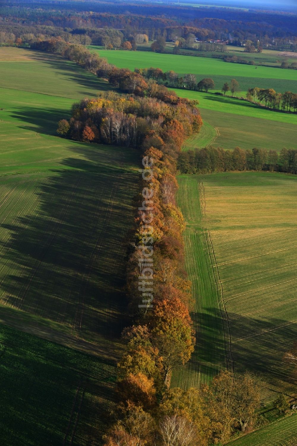 Großwoltersdorf von oben - Herbstliche Baumreihen in einer Feld- Landschaft bei Großwoltersdorf im Bundesland Brandenburg