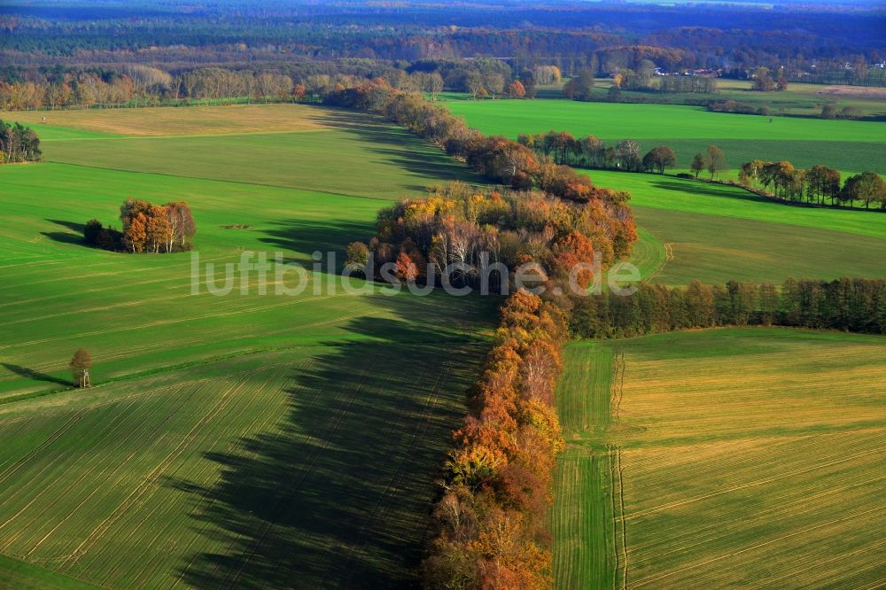 Großwoltersdorf aus der Vogelperspektive: Herbstliche Baumreihen in einer Feld- Landschaft bei Großwoltersdorf im Bundesland Brandenburg