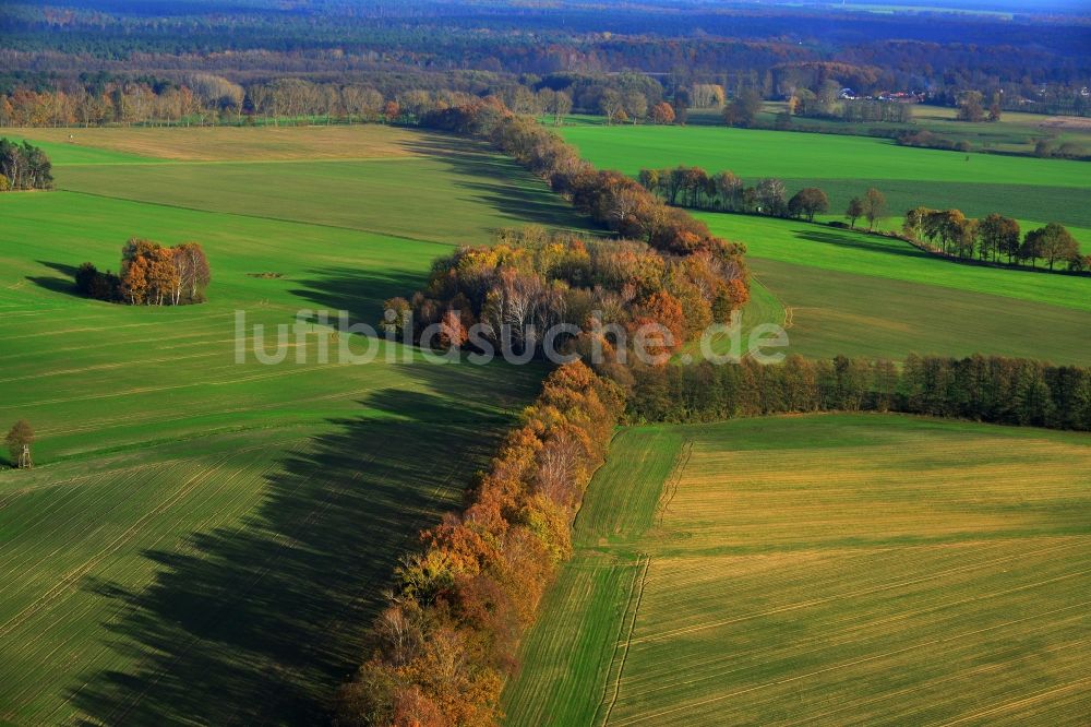 Luftbild Großwoltersdorf - Herbstliche Baumreihen in einer Feld- Landschaft bei Großwoltersdorf im Bundesland Brandenburg