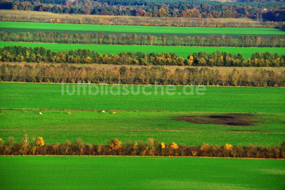 Liebenwalde von oben - Herbstliche Feldlandschaft in Liebenwalde im Bundesland Brandenburg