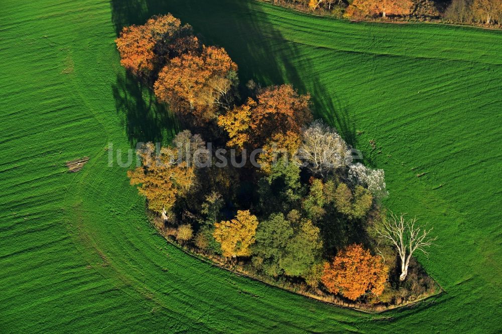 Luftaufnahme Löwenberger Land - Herbstliche Laubbauminsel- Landschaft im Löwenberger Land im Bundesland Brandenburg