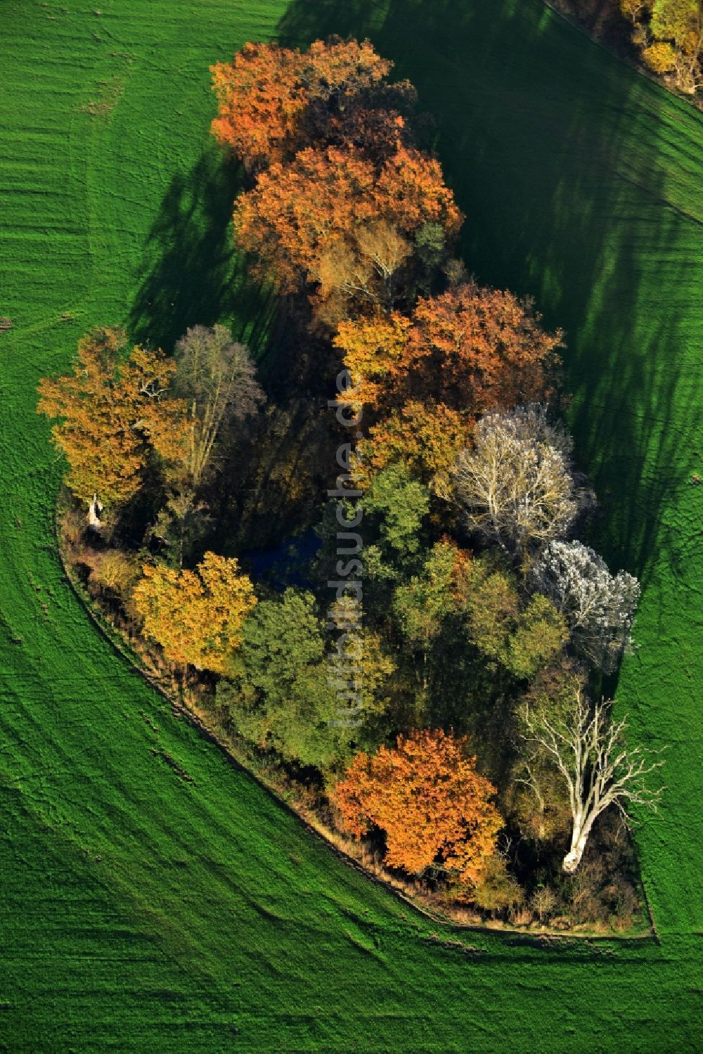 Löwenberger Land von oben - Herbstliche Laubbauminsel- Landschaft im Löwenberger Land im Bundesland Brandenburg