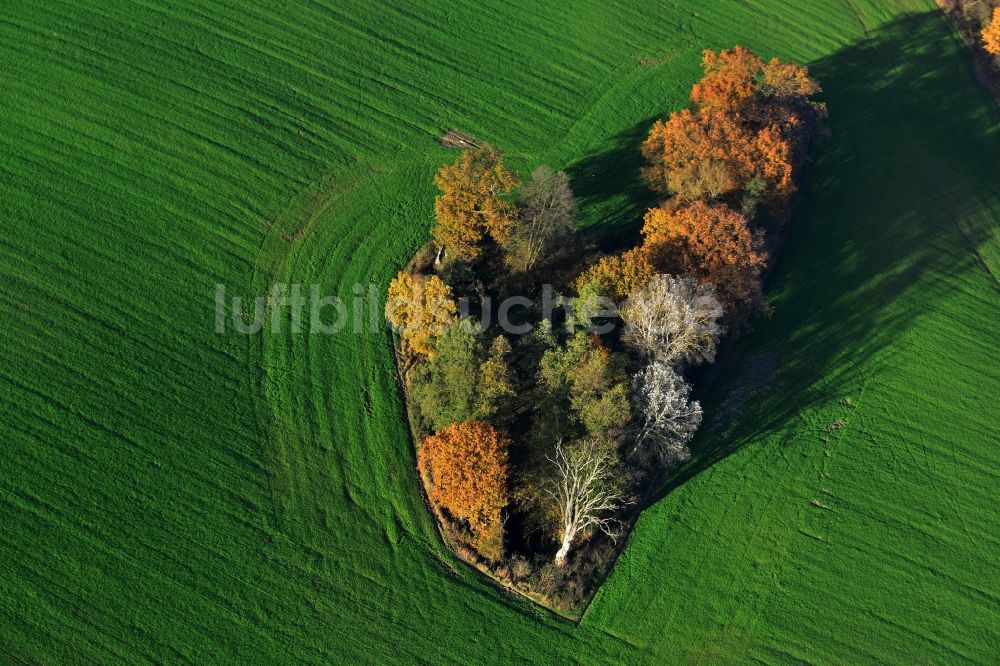 Löwenberger Land aus der Vogelperspektive: Herbstliche Laubbauminsel- Landschaft im Löwenberger Land im Bundesland Brandenburg