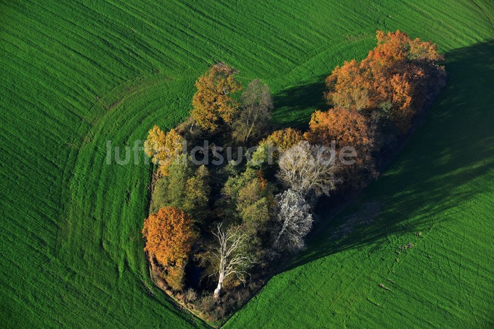 Luftbild Löwenberger Land - Herbstliche Laubbauminsel- Landschaft im Löwenberger Land im Bundesland Brandenburg