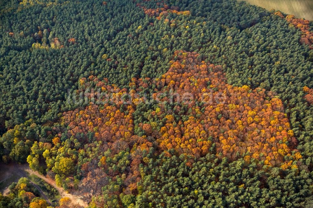 Luftaufnahme Warendorf - Herbstliche Laubbäume in einem Wald zwischen Warendorf und Velden im Bundesland Nordrhein-Westfalen