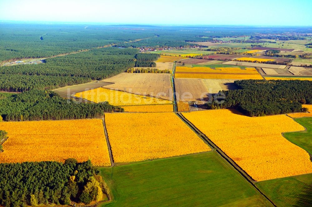 Luftaufnahme Trebbin - Herbstliche Obstplantagen in Trebbin im Bundesland Brandenburg